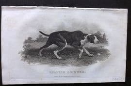 William Daniel 1801 Antique Dog Print. Spanish Pointer