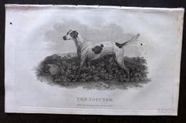 William Daniel 1801 Antique Dog Print. The Pointer