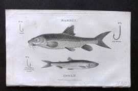 William Daniel 1801 Antique Fish Print. Barbel, Smelt. Angling Fishing Hooks