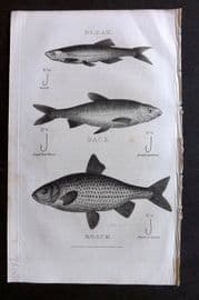 William Daniel 1801 Antique Fish Print. Bleak, Dace, Roach. Fishing Hooks