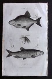 William Daniel 1801 Antique Fish Print. Bream, Chub. Angling Fishing Hooks