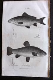 William Daniel 1801 Antique Fish Print. Carp, Tench