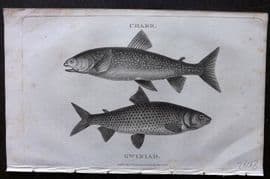 William Daniel 1801 Antique Fish Print. Charr, Gwiniad