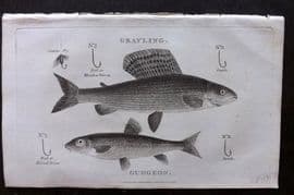 William Daniel 1801 Antique Fish Print. Grayling, Gudgeon. Fishing Hooks