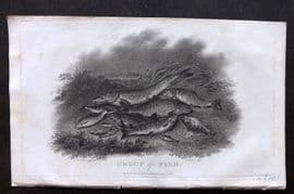 William Daniel 1801 Antique Fish Print. Group of Fish. Salmon Trout Carp