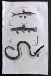 William Daniel 1801 Antique Fish Print. Minnow, Loche, Eel. Fishing Hooks