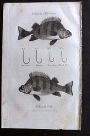 William Daniel 1801 Antique Fish Print. Perch, Angling Fishing Hooks