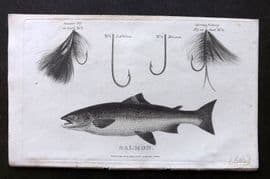 William Daniel 1801 Antique Fish Print. Salmon. With Angling Flies, Hooks
