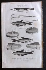 William Daniel 1801 Antique Fish Print. Snap Hooks and Trimmers