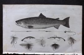 William Daniel 1801 Antique Fish Print. Trout. Angling Fishing Hooks
