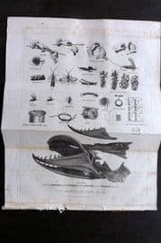 William Daniel 1801 Antique Print. Jaw Bones of the Pike Fish. Angling, Hooks