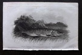 William Daniel 1801 Fish Print. Pike caught Trolling 1784 Loch Pityoulish