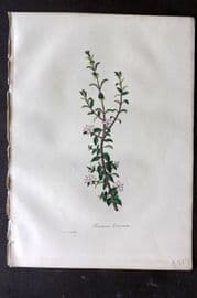 Woodville 1832 Hand Col Botanical Print. Diosma Crenata