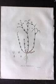 Woodville 1832 Hand Col Botanical Print. Linum Catharticum