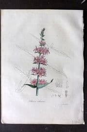 Woodville 1832 Hand Col Botanical Print. Lythrum Salicaria, Purple Loosestrife