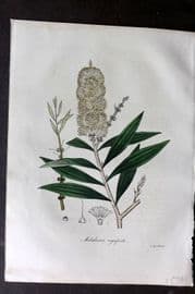 Woodville 1832 Hand Col Botanical Print. Melaleuca Cajuputi
