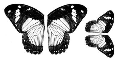 Butterfly Wings Crafty Individuals Retired Stamp (CI-126)