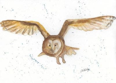 Owl in Flight Printed Greetings Card