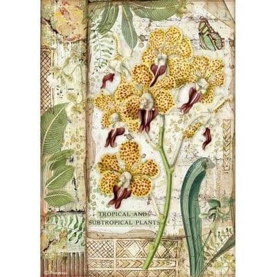 Stamperia A4 Rice Paper Amazonia Orchid