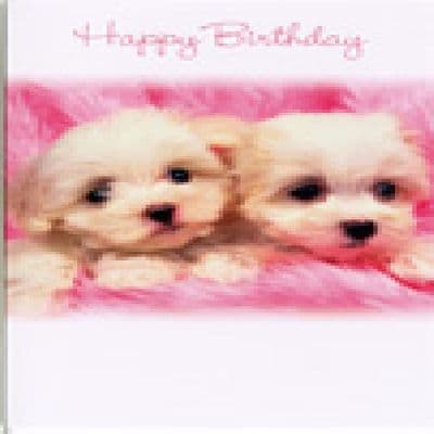 'Happy Birthday Card with two small dogs by Simon Elvin