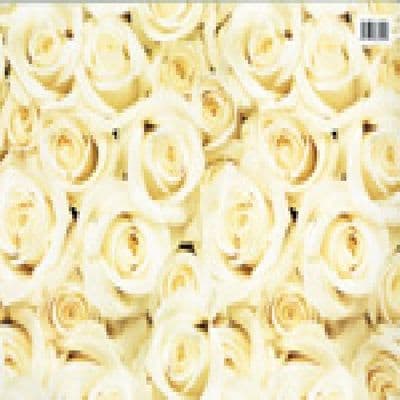 Cream Roses Wedding or Engagement Gift Wrap Paper by Hambledon Studios