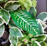 Tropical Inspired All Year Round Faux Greenery Door Wreath