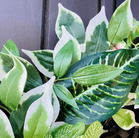Tropical Inspired All Year Round Faux Greenery Door Wreath