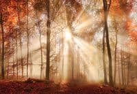 Autumn forest wallpaper murals | Homewallmurals Shop