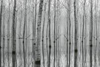 Birch Forest in the Water Wall Mural | Premium Non-Woven | Shop online