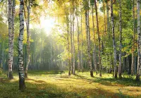 Dining room forest PHOTO wallpapers UK shop  | Buy it online