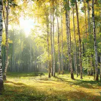 Dining room forest PHOTO wallpapers UK shop  | Buy it online