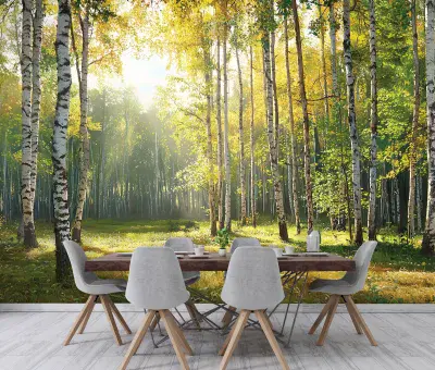 Birch Forest Scenery Photo Wallpaper 312x219 cm