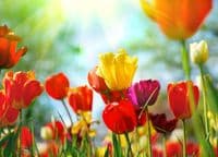 Wall murals for home walls Colourful Tulips | Online store
