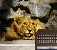 Dreaming lion puppy wallpaper murals by Homewallmurals