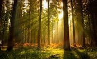 Easy to install wallpaper murals - forest | Homewallmurals Shop