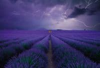 Field of Lavender Wall Mural Wallpaper | Premium Non-Woven