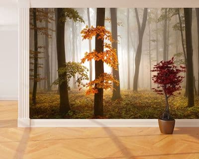 Foggy Autumn Forrest wall mural wallpaper Premium