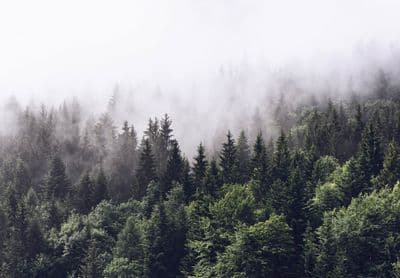 Foggy forest scenery wall mural wallpaper