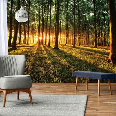 Forest scene sunrice wallpaper mural