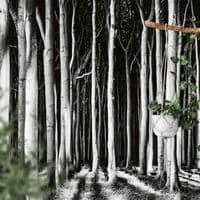 Living room photo wallpapers Ghost Forest | Shop online