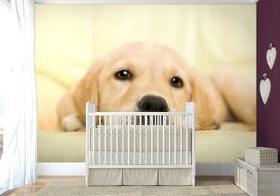 Golden retriever puppy dog wall mural