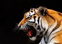 Home walls wallpapers Tiger | Homewallmurals.co.uk