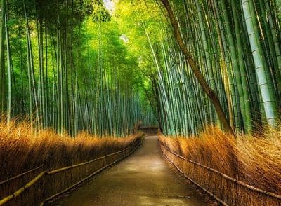 Green Bamboo forest  wallpaper mural