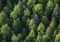 Giant Size Photo Wallpapers for Home Interior Walls  | Buy it online