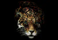 Jaguar Wall Mural | Living Room and Bedroom Wallpaper | Allwallpapers