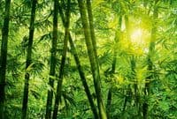 Living room photo wallpapers Bamboo Forest | Shop online