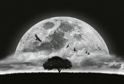 Moon and Birds wall mural wallpaper 260 x 384cm