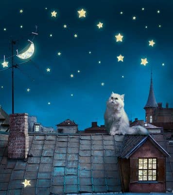 Night life Cats Premium wall mural