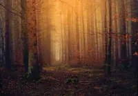 Orange Autumn Forest bedroom Wallpapers and Wall Murals | Buy it online