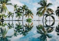 Palms giant wall murals | Allwallpapers